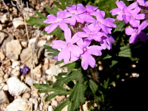 Image of Dakota mock vervain