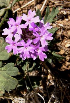 Image of Dakota mock vervain