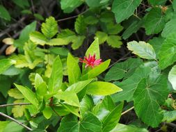 Image of western sweetshrub