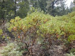 Imagem de Arctostaphylos patula Greene