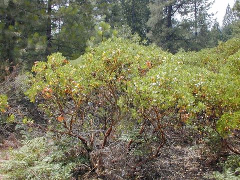 Image of greenleaf manzanita