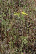 Image of common lomatium