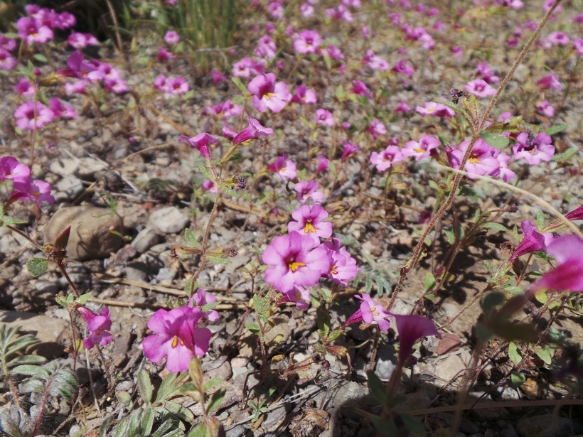 Plancia ëd <i>Mimulus nanus</i>