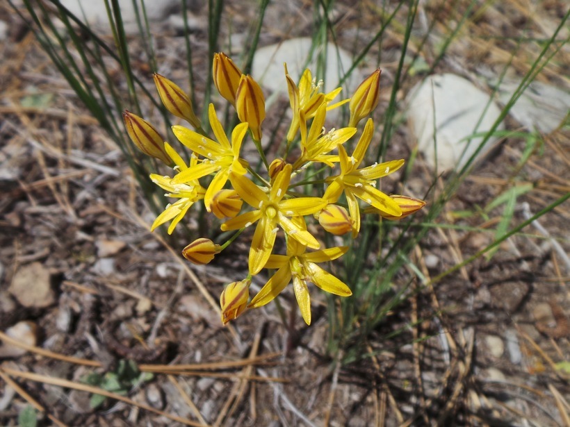 Слика од Triteleia ixioides subsp. scabra (Greene) L. W. Lenz