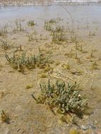 Image of Amargosa niterwort