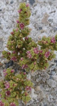 Image of Amargosa niterwort