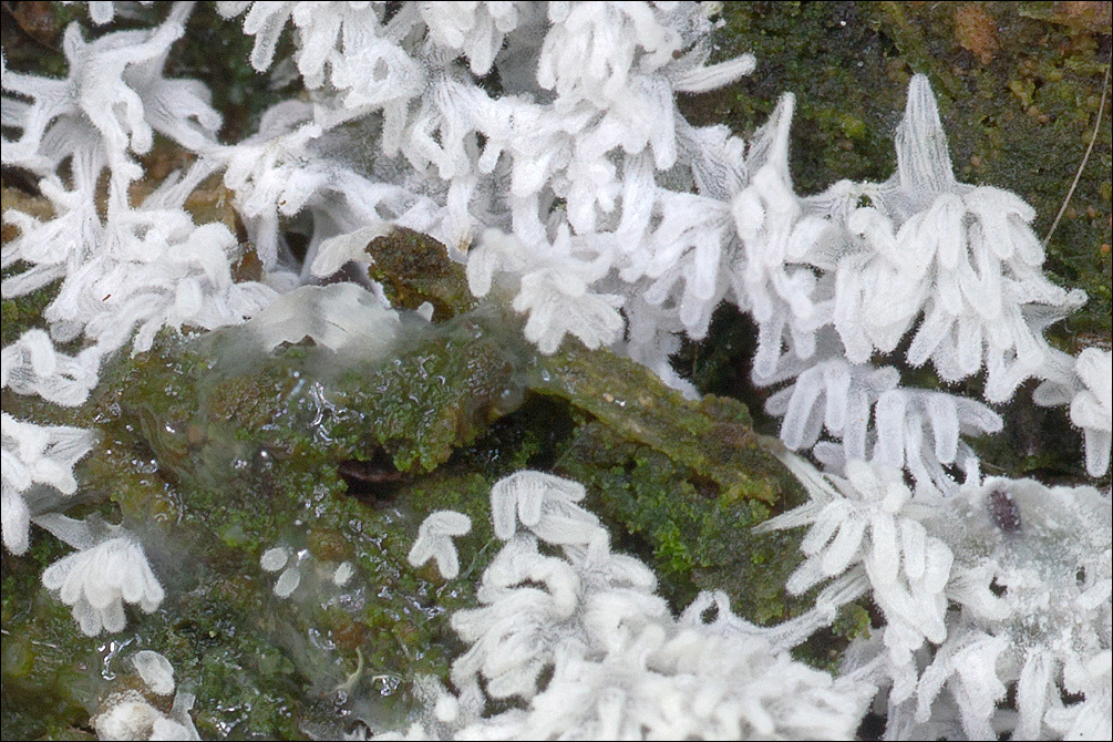Plancia ëd <i>Ceratiomyxa <i>fruticulosa</i></i> var. fruticulosa