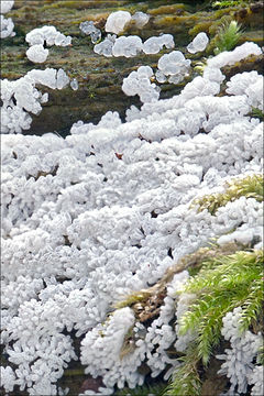 Image of <i>Ceratiomyxa <i>fruticulosa</i></i> var. fruticulosa