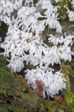 Image of <i>Ceratiomyxa <i>fruticulosa</i></i> var. fruticulosa