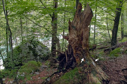 Image of <i>Ceratiomyxa <i>fruticulosa</i></i> var. fruticulosa