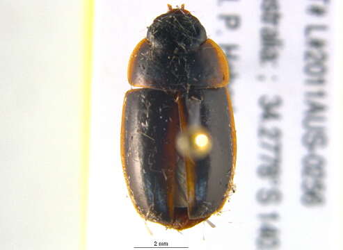 Image of Pseudomorphini