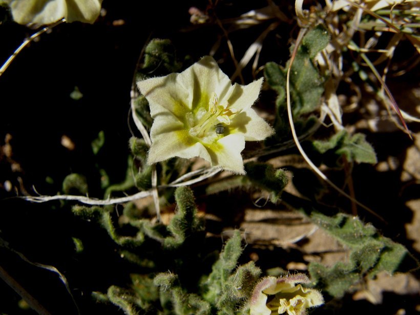 Image de Chamaesaracha sordida (Dun.) A. Gray