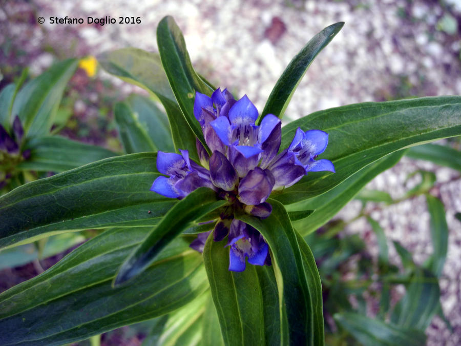 Image of Cross gentian