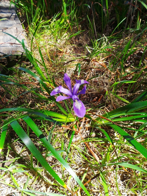 صورة Iris douglasiana Herb.