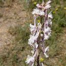 Image of Organ Mountain larkspur