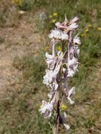 Image of Organ Mountain larkspur