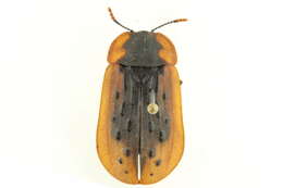Image of Silphinae