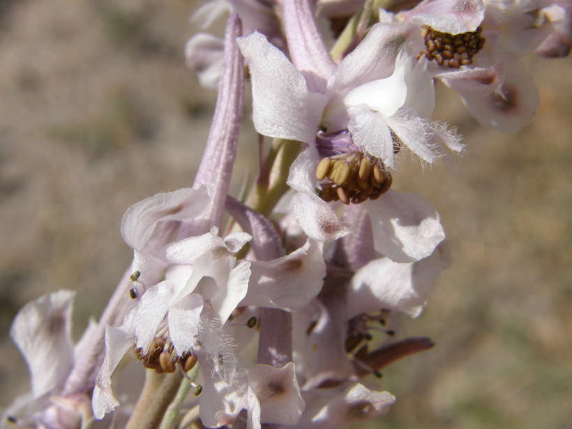 Image of Organ Mountain larkspur