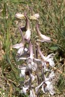 Image of Organ Mountain larkspur