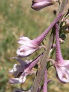 Image of Organ Mountain larkspur