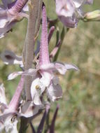 Image of Organ Mountain larkspur