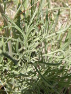 Image of Organ Mountain larkspur