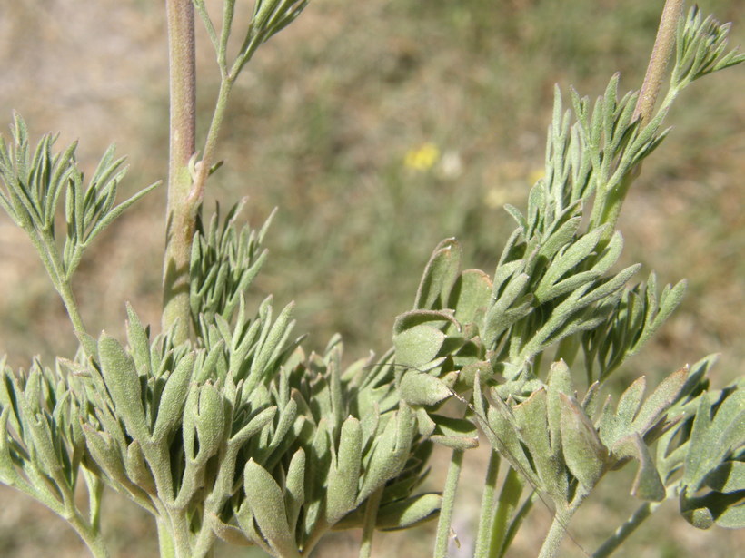 Image of Organ Mountain larkspur