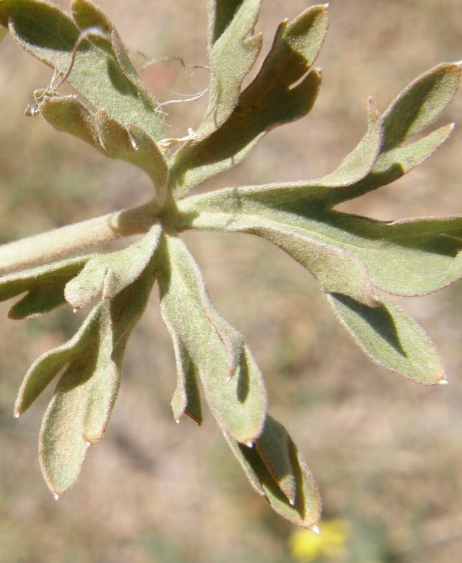 Image of Organ Mountain larkspur