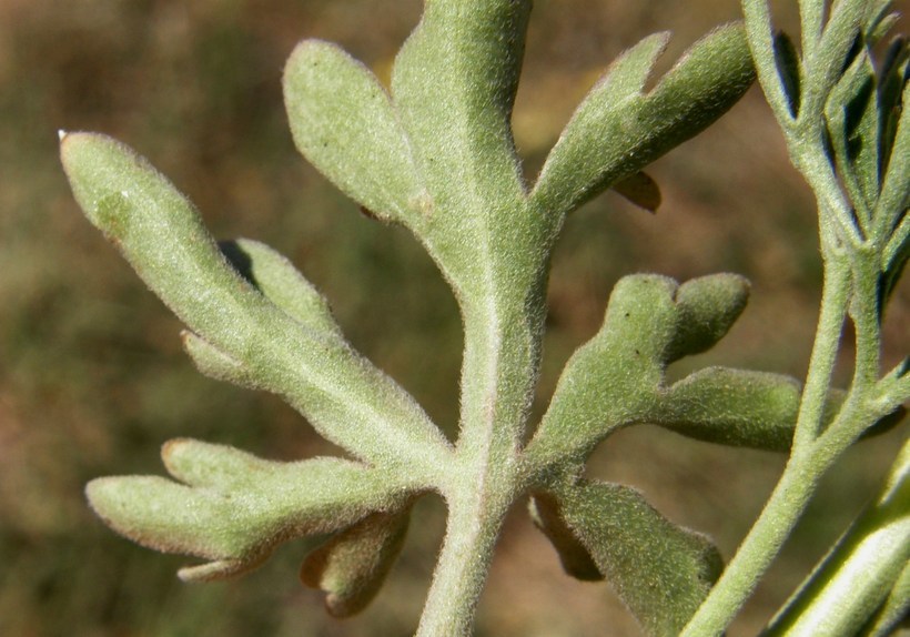 Image of Organ Mountain larkspur