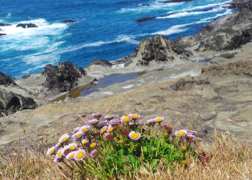 Image of seaside fleabane