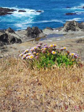 Image of seaside fleabane