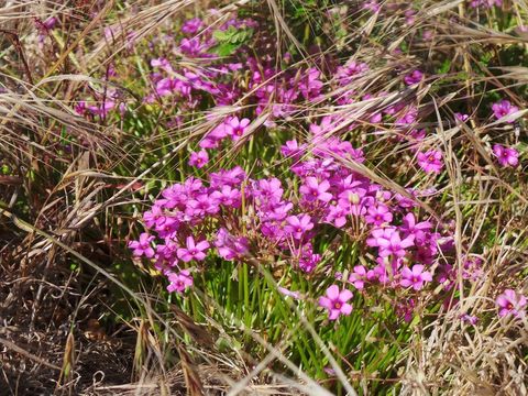 Image of windowbox woodsorrel