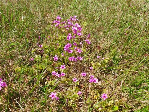 Image of Windowbox woodsorrel