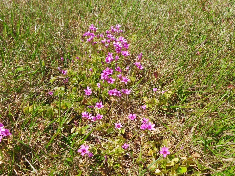 Sivun Oxalis articulata subsp. rubra (A. St.-Hil.) Lourteig kuva