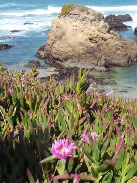 Image of ice plant