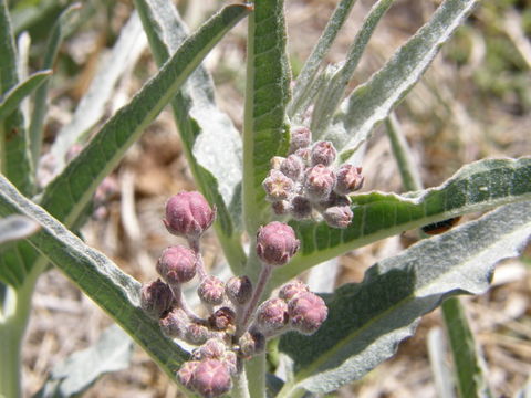 Image of bract milkweed