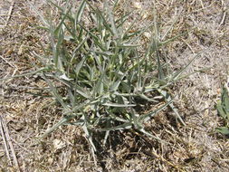 Image of bract milkweed