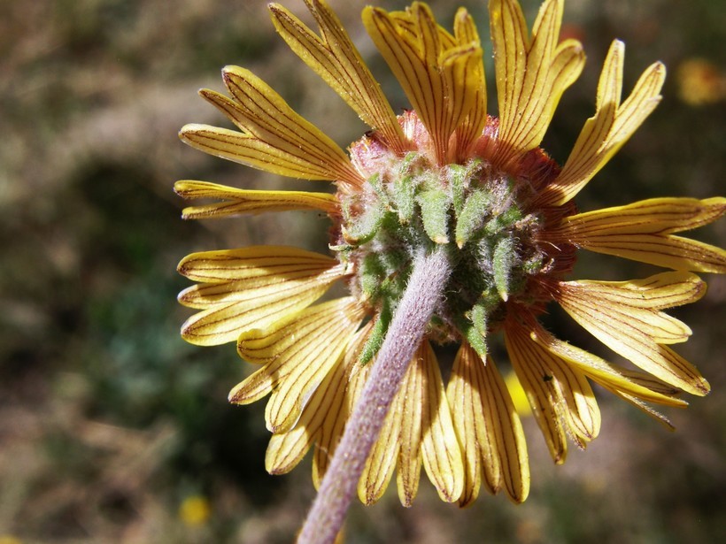 Image of red dome blanketflower