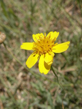 Plancia ëd Thelesperma simplicifolium (A. Gray) A. Gray