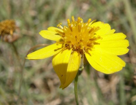 Image de Thelesperma simplicifolium (A. Gray) A. Gray