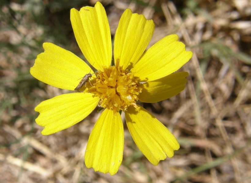 Image de Thelesperma simplicifolium (A. Gray) A. Gray