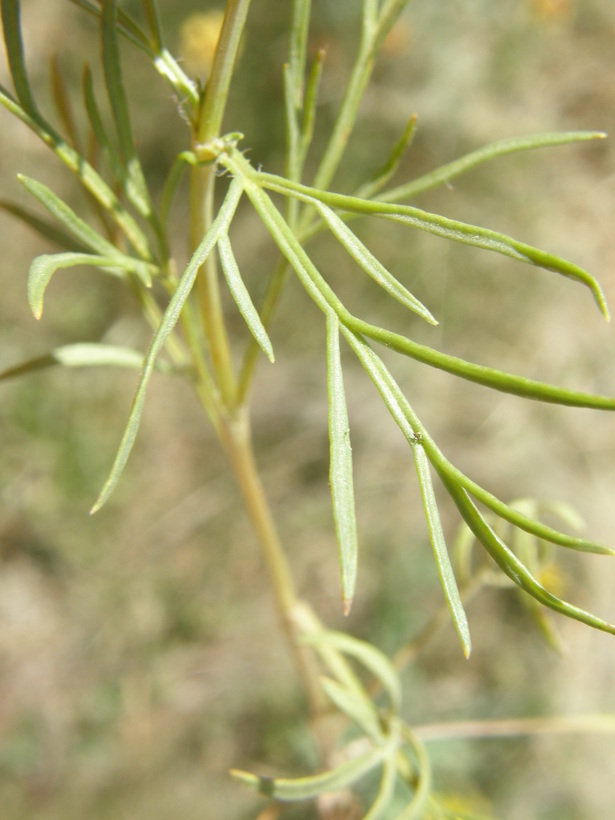 Image of Edwards Plateau greenthread