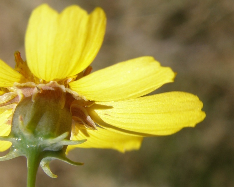 Image of Edwards Plateau greenthread