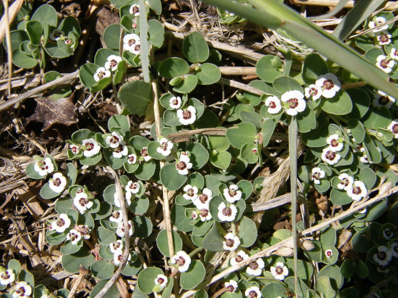 Image of <i>Chamaesyce albomarginata</i>