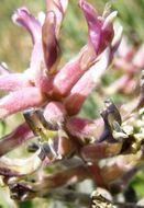 Image of <i>Astragalus <i>mollissimus</i></i> var. mollissimus