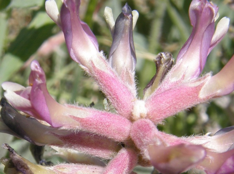 Image of <i>Astragalus <i>mollissimus</i></i> var. mollissimus