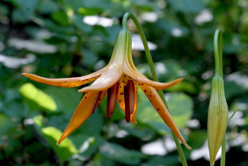 Image de Lilium kelleyanum Lemmon