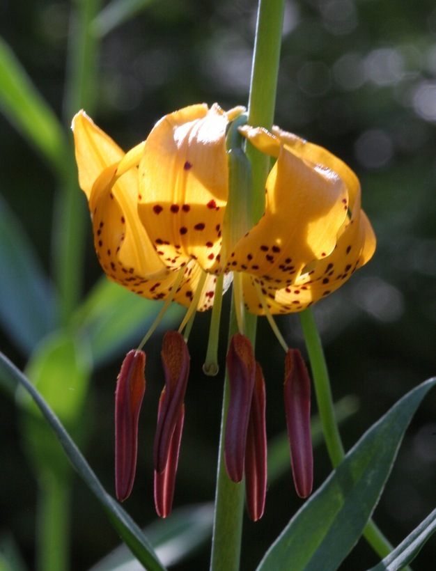 Image de Lilium kelleyanum Lemmon