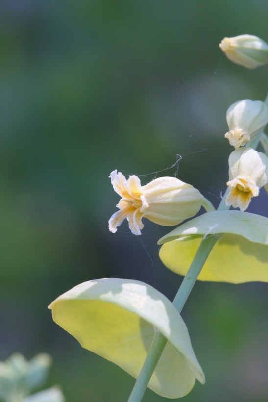 Image of variableleaf jewelflower