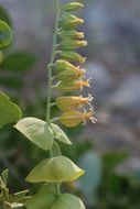 Image of variableleaf jewelflower